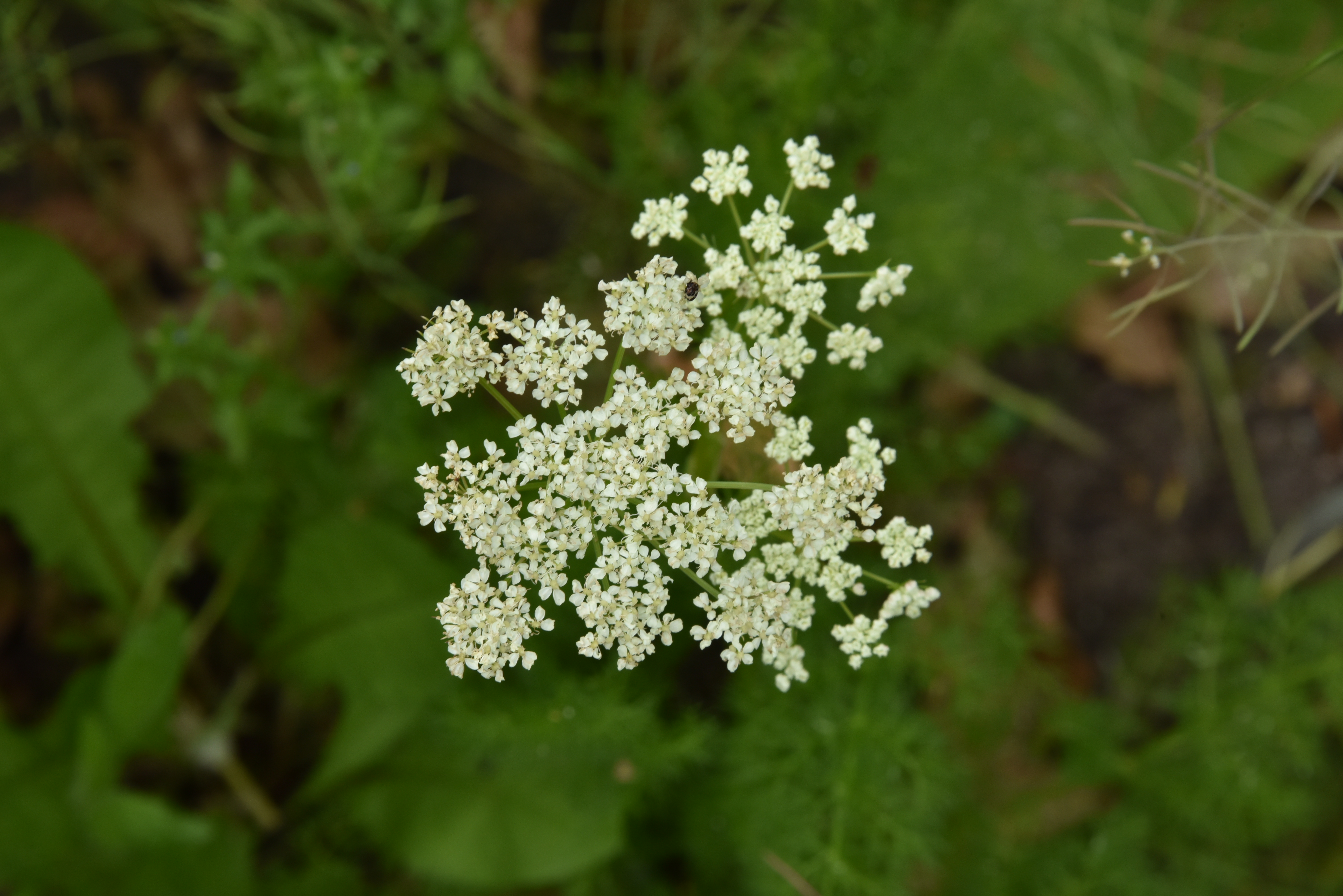 Selinum tenuifoliumKarweiselie bestellen